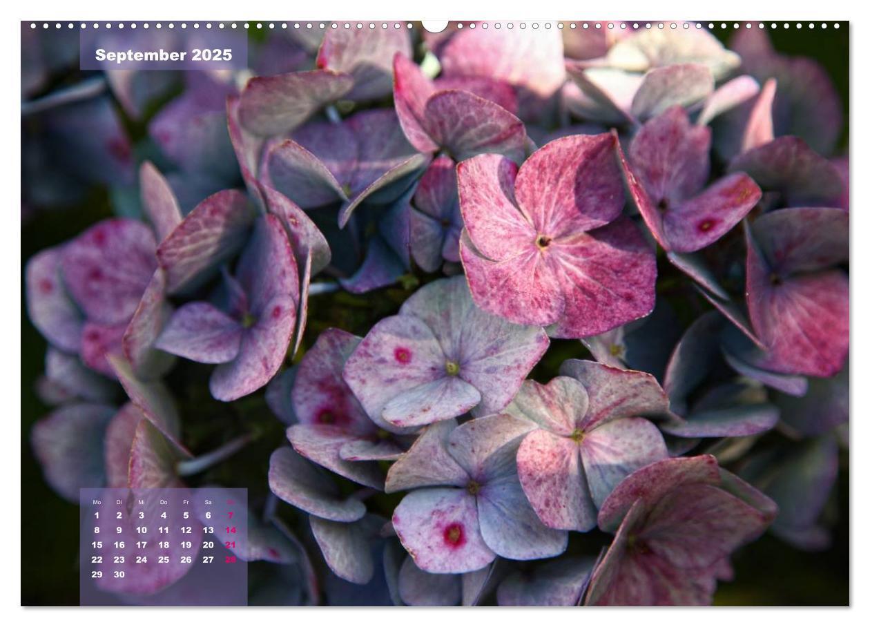 Bild: 9783435650651 | Himmlische Hortensien (Wandkalender 2025 DIN A2 quer), CALVENDO...