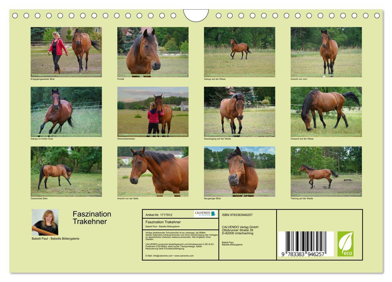 Bild: 9783383946257 | Faszination Trakehner (Wandkalender 2025 DIN A4 quer), CALVENDO...