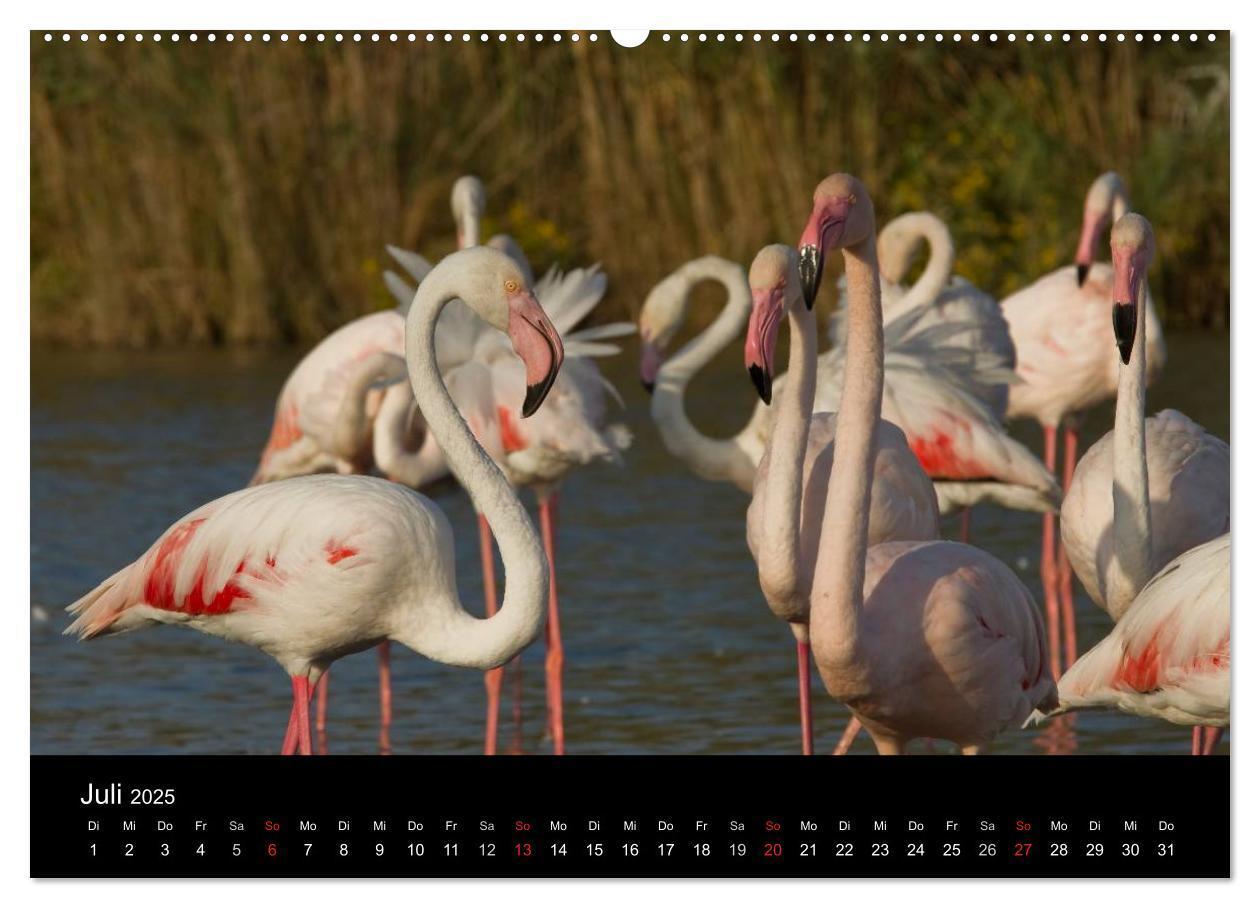 Bild: 9783435674473 | Flamingos der Camargue 2025 (Wandkalender 2025 DIN A2 quer),...