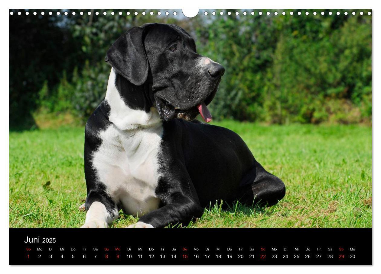 Bild: 9783435761890 | Deutsche Dogge 2025 (Wandkalender 2025 DIN A3 quer), CALVENDO...