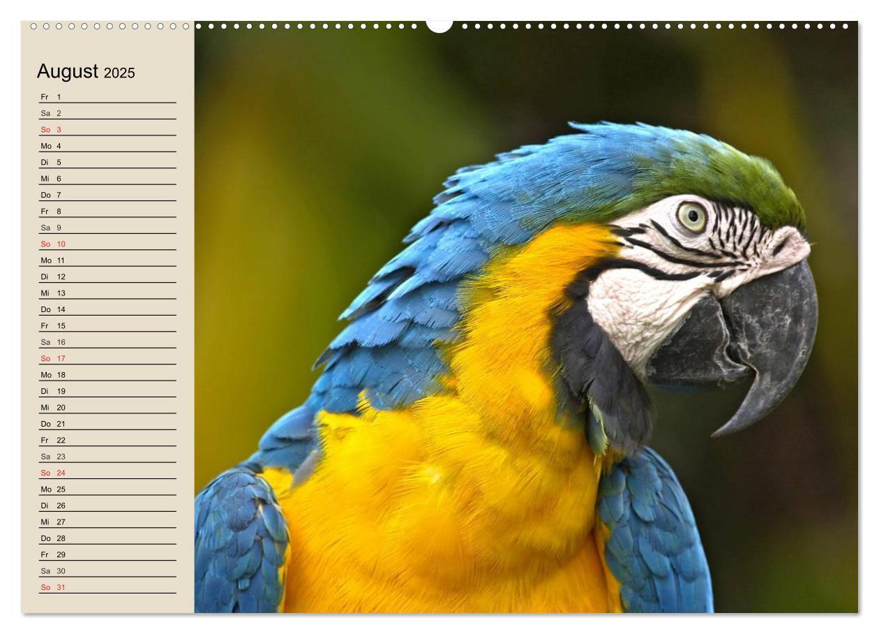 Bild: 9783435525652 | Regenwald. Tiere im Dschungel (Wandkalender 2025 DIN A2 quer),...