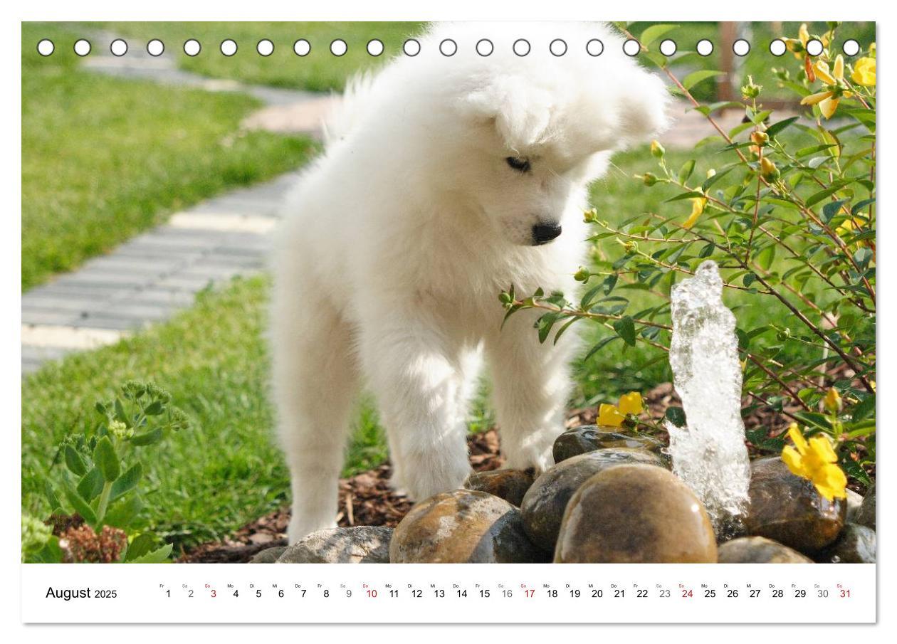 Bild: 9783435718276 | Samojeden Welpen (Tischkalender 2025 DIN A5 quer), CALVENDO...