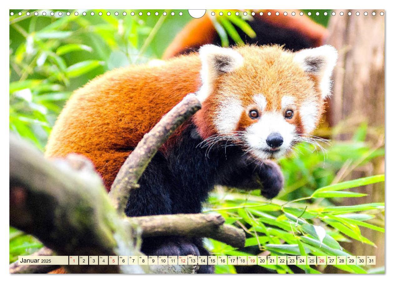 Bild: 9783435178353 | Roter Panda. Die superknuddeligen Katzenbären (Wandkalender 2025...