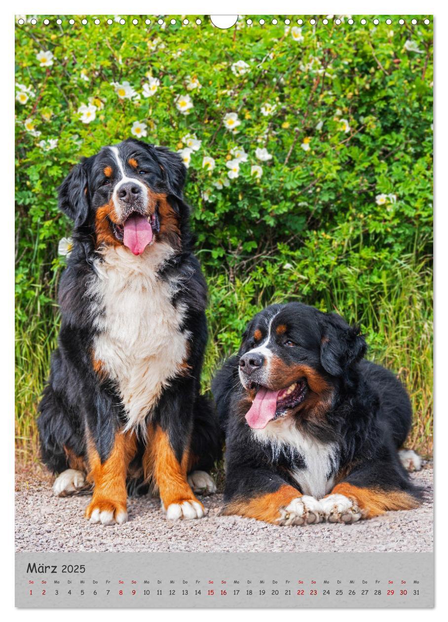 Bild: 9783457159194 | Berner Sennenhund - Ein Hund für alle Fälle (Wandkalender 2025 DIN...