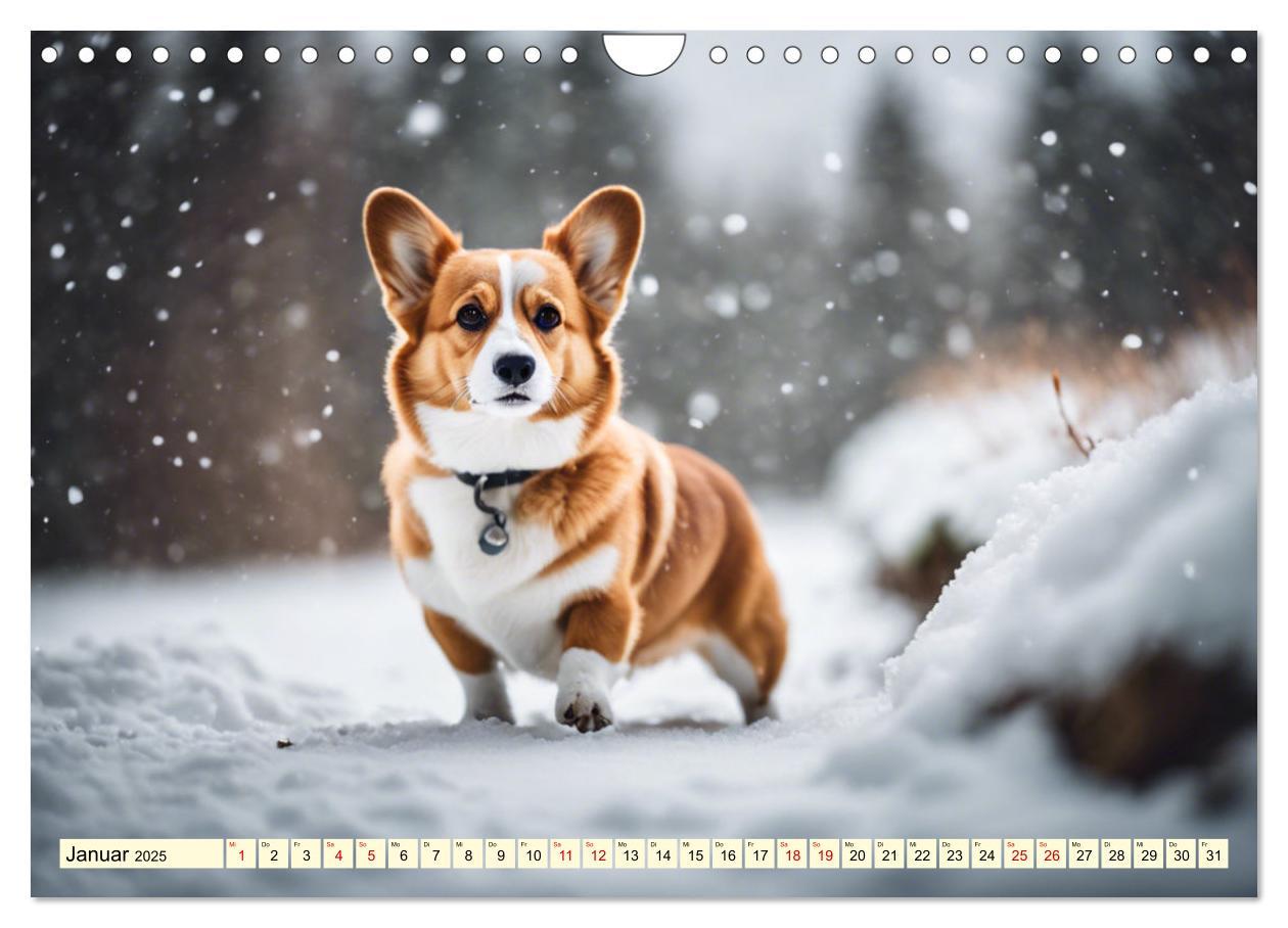 Bild: 9783435241026 | Welsh Corgi Pembroke (Wandkalender 2025 DIN A4 quer), CALVENDO...