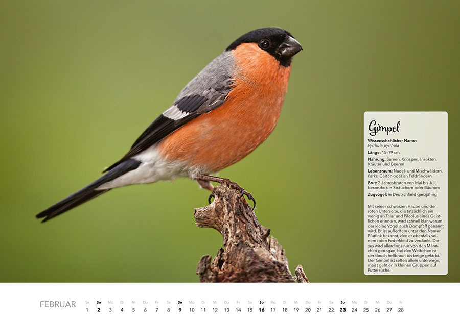 Bild: 9783966648370 | Unsere Gartenvögel Kalender 2025 | Kalender | Spiralbindung | 14 S.