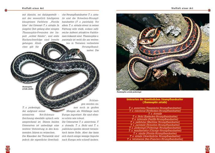 Bild: 9783937285368 | Die Strumpfbandnatter | Thamnophis sirtalis | Martin Hallmen | Buch