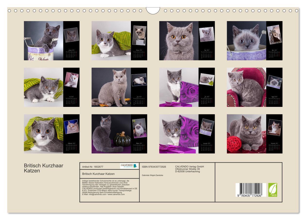 Bild: 9783435772926 | Britisch Kurzhaar Katzen (Wandkalender 2025 DIN A3 quer), CALVENDO...