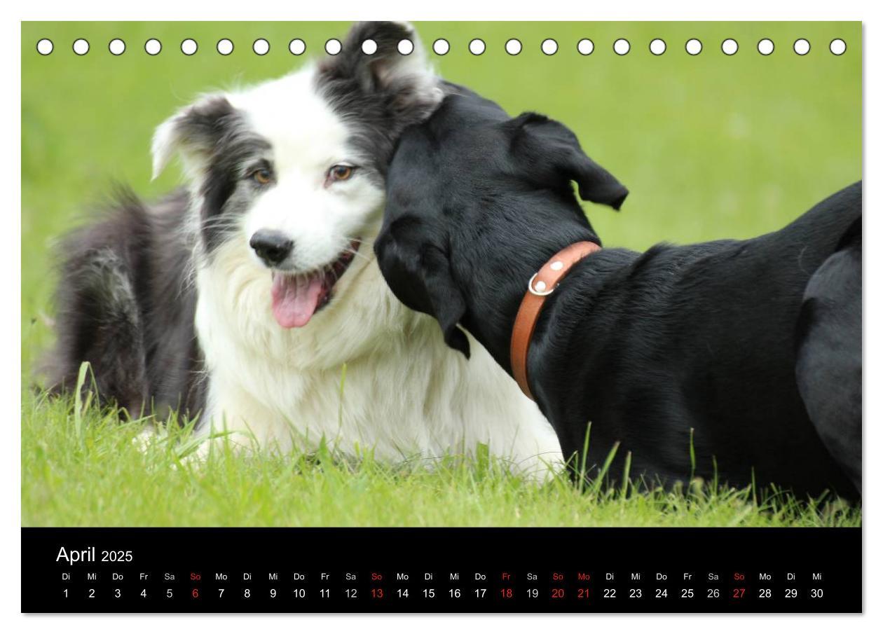 Bild: 9783435661275 | Der schwarze Hund und seine Freunde (Tischkalender 2025 DIN A5...