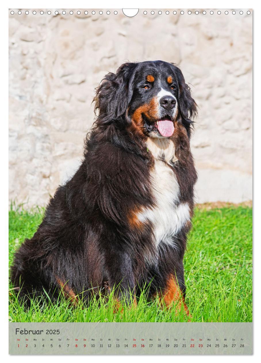 Bild: 9783457159194 | Berner Sennenhund - Ein Hund für alle Fälle (Wandkalender 2025 DIN...