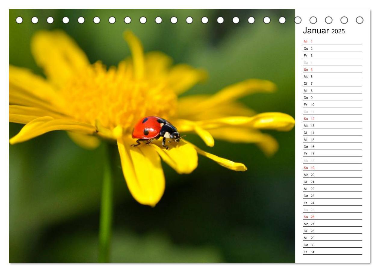 Bild: 9783435786343 | Marienkäfer 2025 (Tischkalender 2025 DIN A5 quer), CALVENDO...