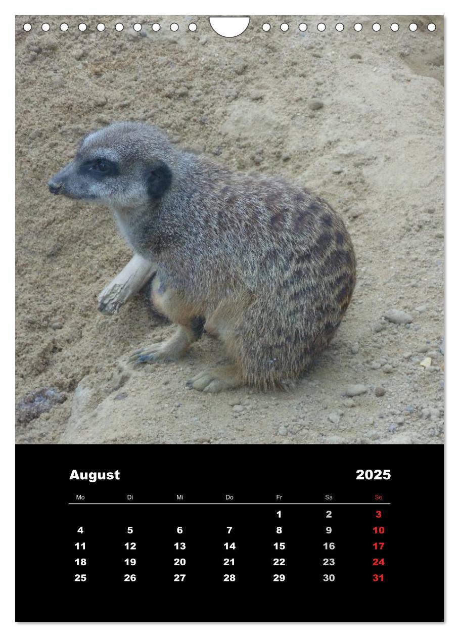 Bild: 9783457080597 | Erdmännchen (Wandkalender 2025 DIN A4 hoch), CALVENDO Monatskalender