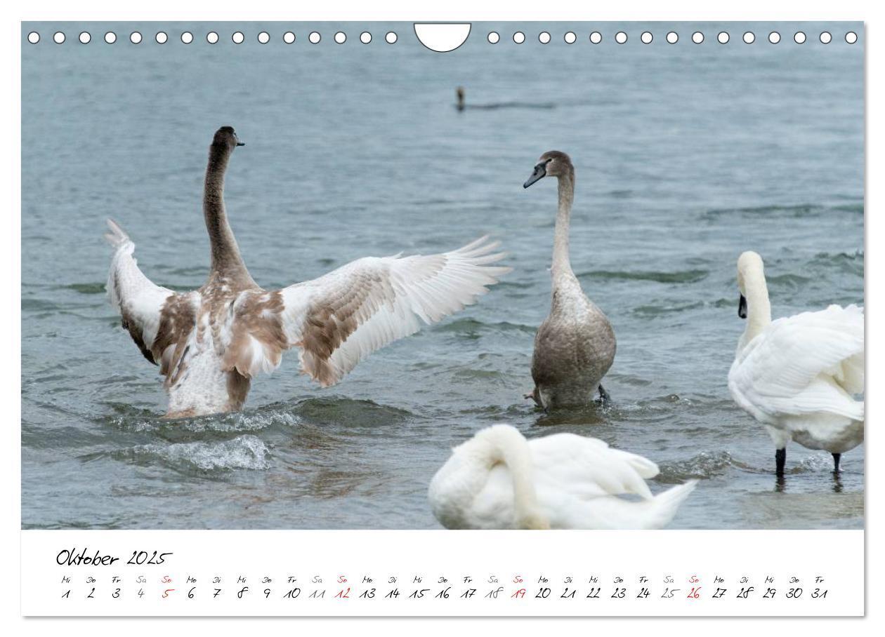 Bild: 9783435651313 | Vom Küken zum Schwan (Wandkalender 2025 DIN A4 quer), CALVENDO...