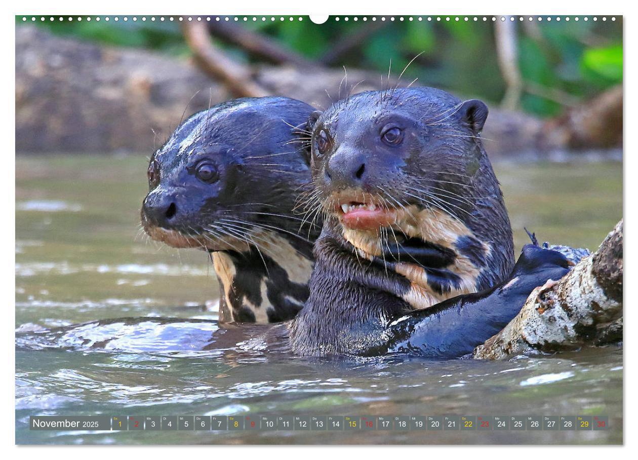 Bild: 9783435262595 | Riesenotter - Flusswölfe im Pantanal (Wandkalender 2025 DIN A2...