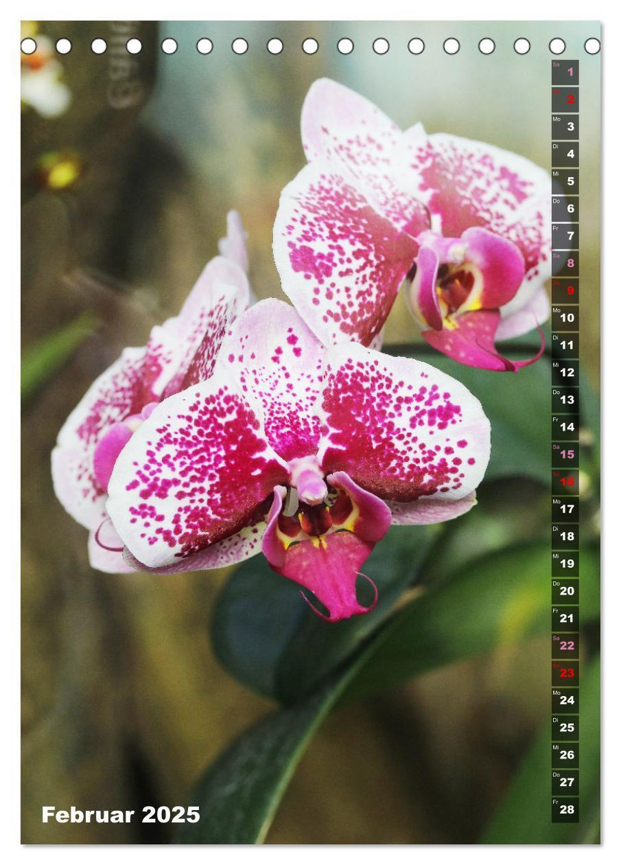 Bild: 9783435843077 | Phalaenopsis - Schöne Schmetterlingsorchideen (Tischkalender 2025...