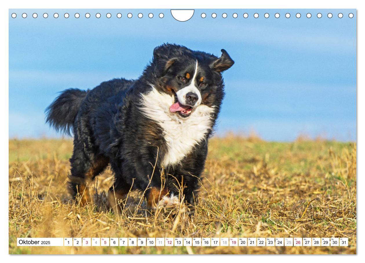 Bild: 9783435315727 | Ein Herz auf 4 Pfoten - Berner Sennenhund (Wandkalender 2025 DIN A4...