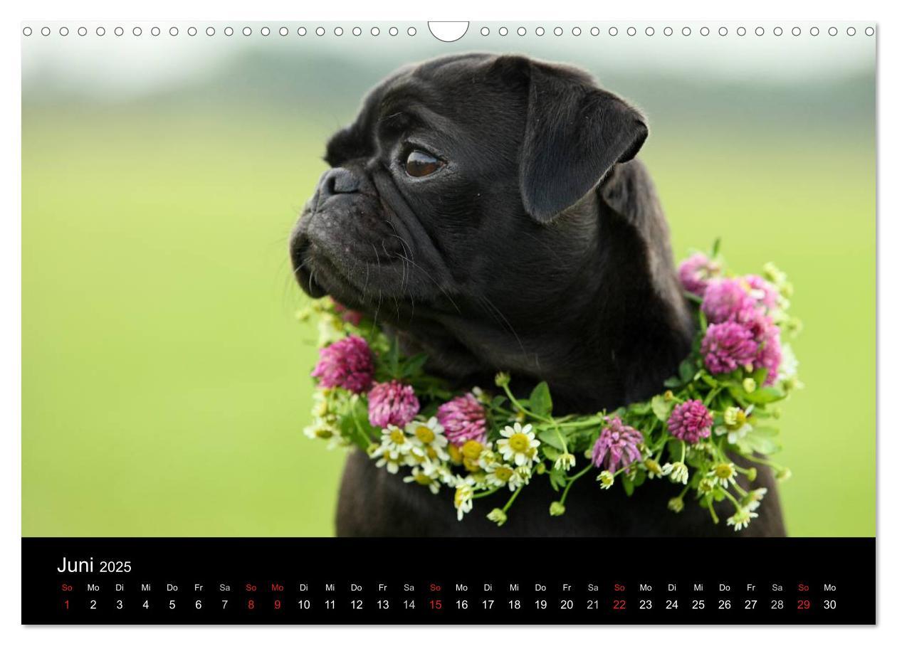 Bild: 9783435770557 | Der MOPS-Kalender (Wandkalender 2025 DIN A3 quer), CALVENDO...