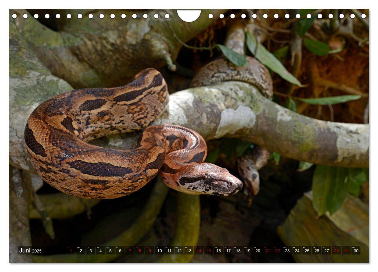 Bild: 9783435280896 | Reptilien auf Madagaskar (Wandkalender 2025 DIN A4 quer), CALVENDO...