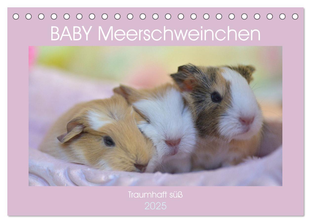 Cover: 9783435066780 | BABY Meerschweinchen Traumhaft süß (Tischkalender 2025 DIN A5...