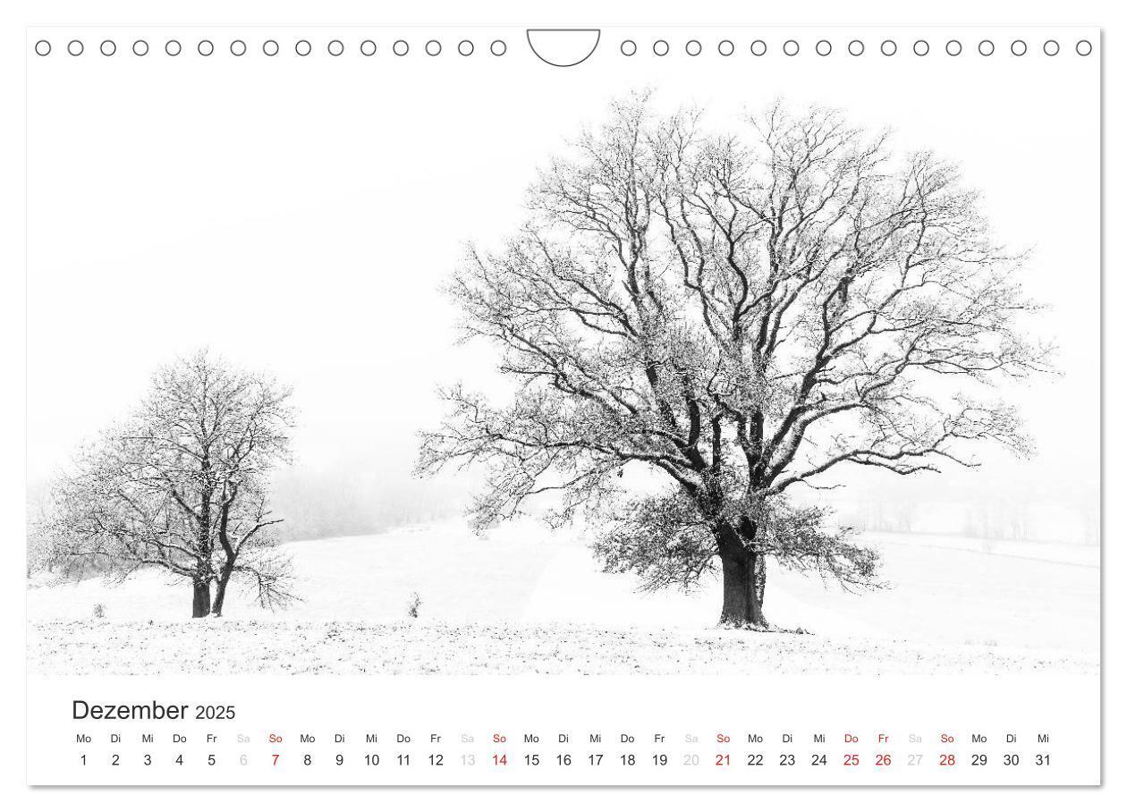 Bild: 9783435660803 | Bäume - Naturschönheiten in schwarz-weiß (Wandkalender 2025 DIN A4...