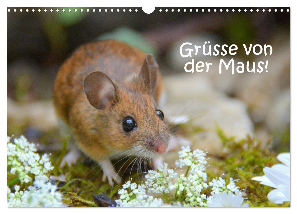 Cover: 9783435442430 | Grüsse von der Maus! (Wandkalender 2025 DIN A3 quer), CALVENDO...