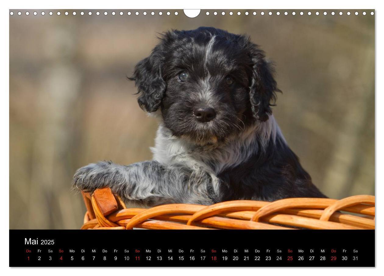 Bild: 9783435834013 | Hundewelpen (Wandkalender 2025 DIN A3 quer), CALVENDO Monatskalender