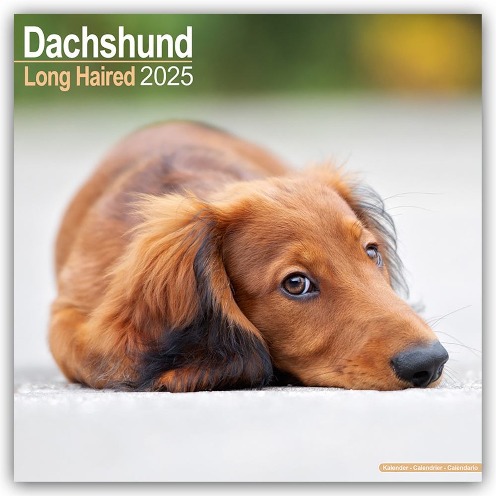 Cover: 9781804603345 | Longhaired Dachshund - Langhaardackel 2025 - 16-Monatskalender | Ltd