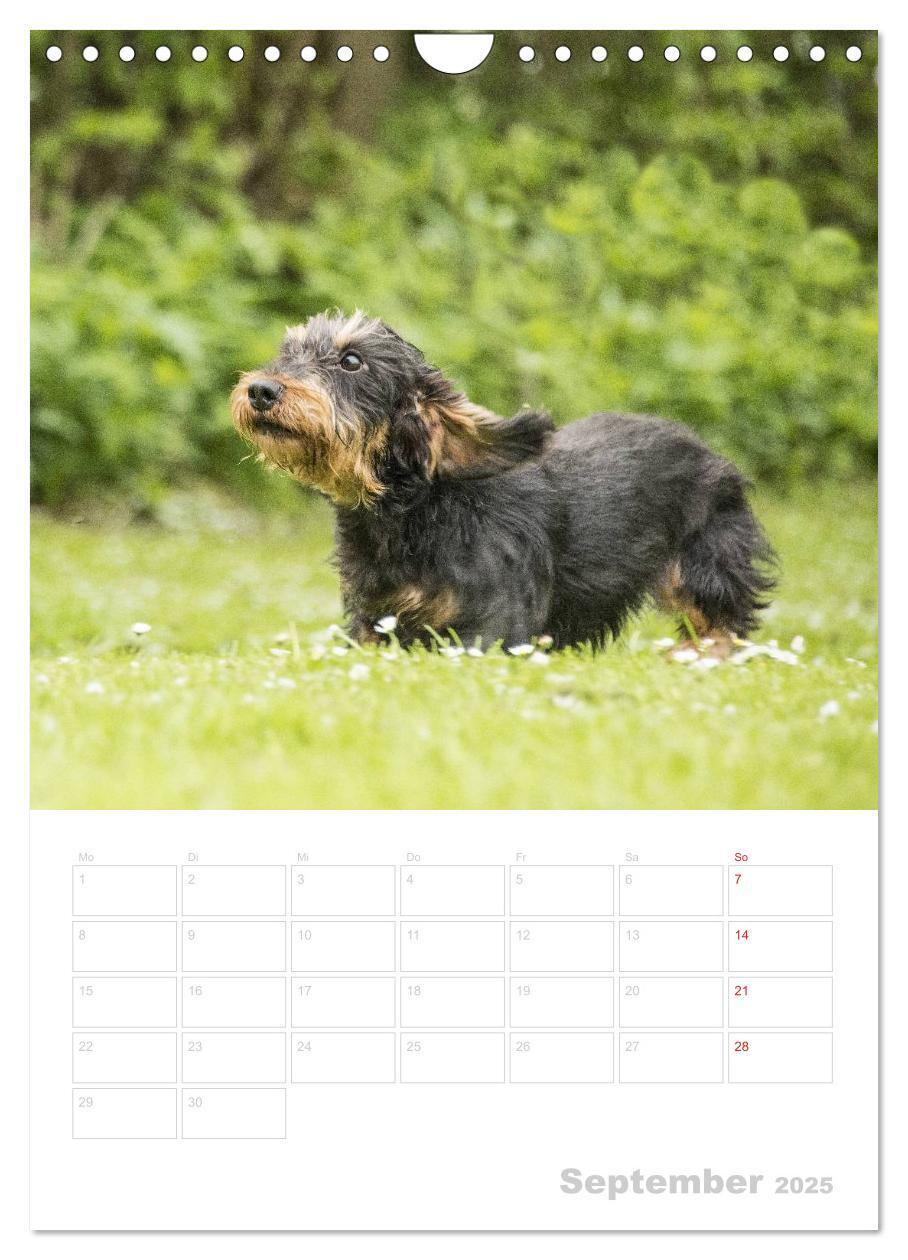 Bild: 9783457014554 | Der Dackel - mein kleiner Freund (Wandkalender 2025 DIN A4 hoch),...