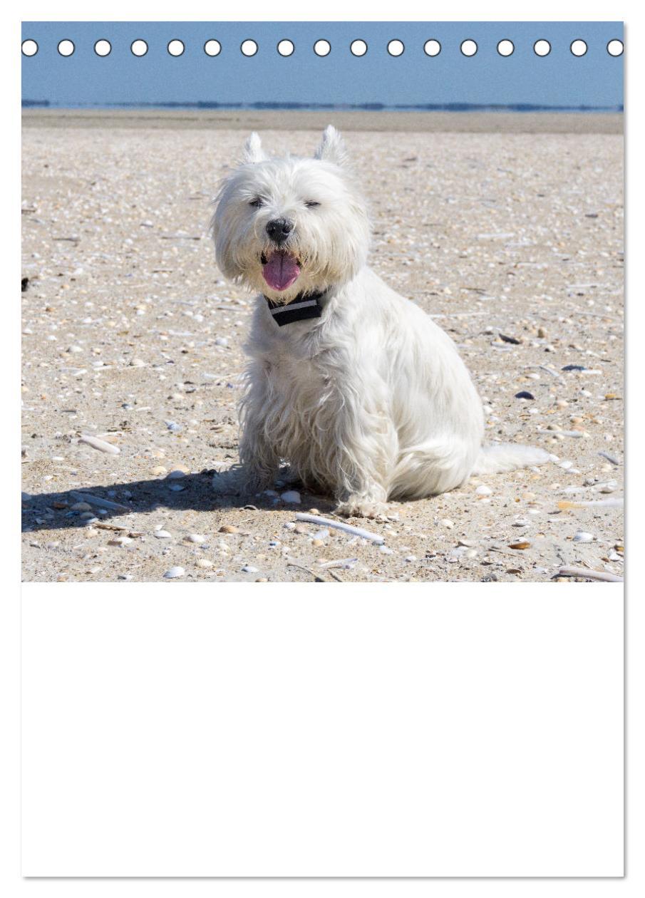 Bild: 9783435882779 | West Highland White Terrier - Herzensbrecher auf vier Pfoten...