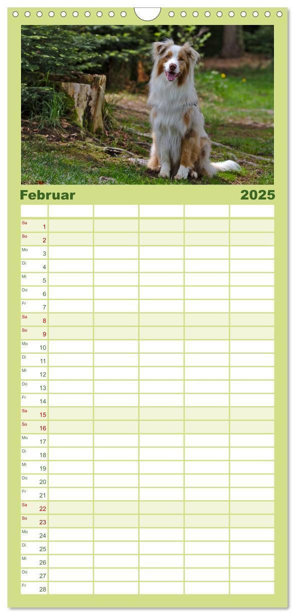 Bild: 9783457111963 | Familienplaner 2025 - Australian Shepherd - Augenblicke mit 5...