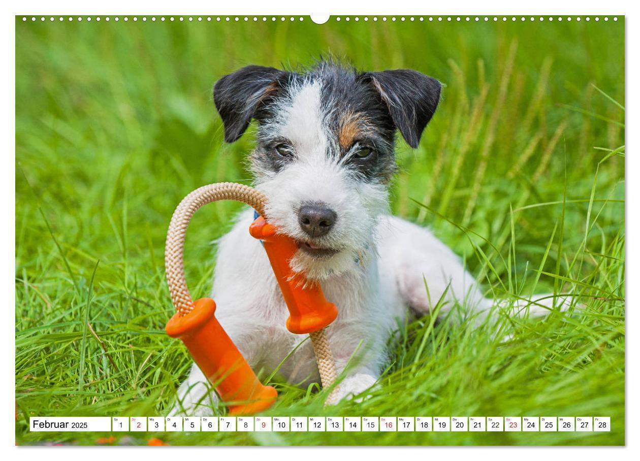 Bild: 9783435250028 | 100000 Volt auf vier Pfoten - Jack und Parson Russell Terrier...