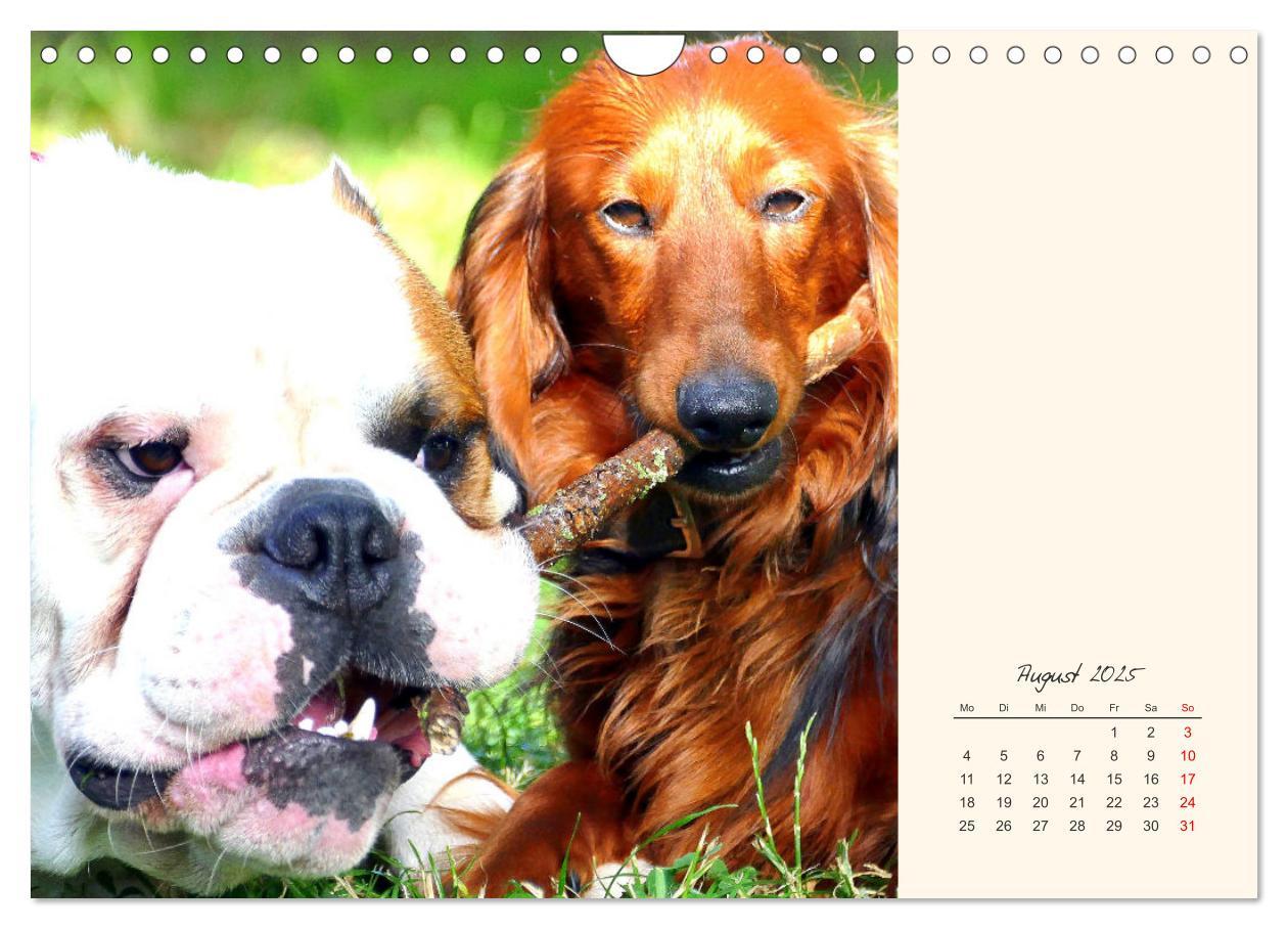 Bild: 9783435067367 | Dicke Freunde. Englische Bulldoggen (Wandkalender 2025 DIN A4...