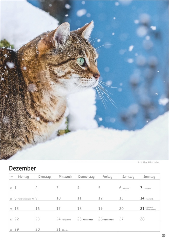 Bild: 9783756405589 | Katzen Kalender 2025 | Kalender | Spiralbindung | 13 S. | Deutsch