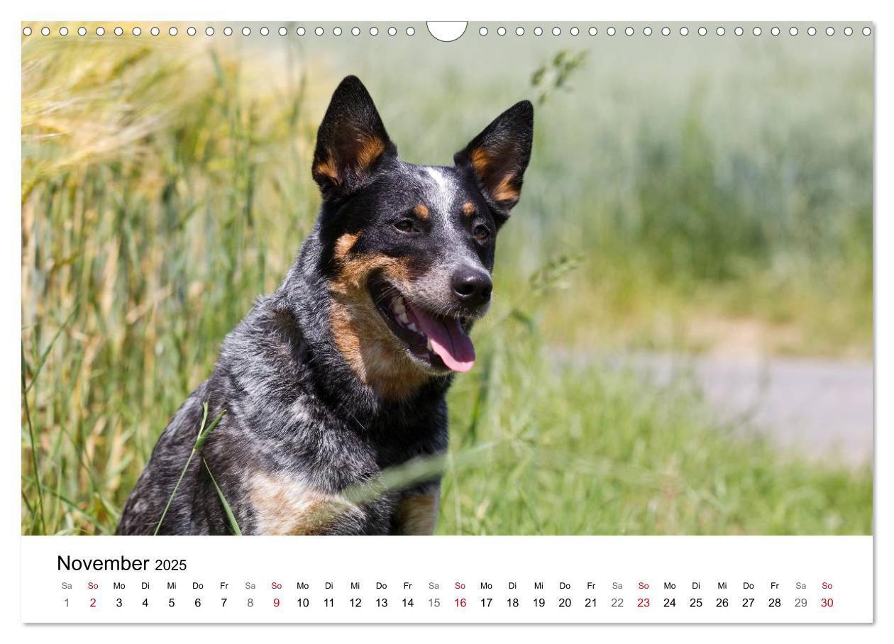 Bild: 9783435704736 | Faszinierende Australian Cattle Dogs (Wandkalender 2025 DIN A3...