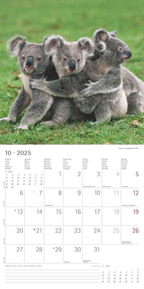 Bild: 4251732340759 | Alpha Edition - Koalas 2025 Broschürenkalender, 30x30cm,...