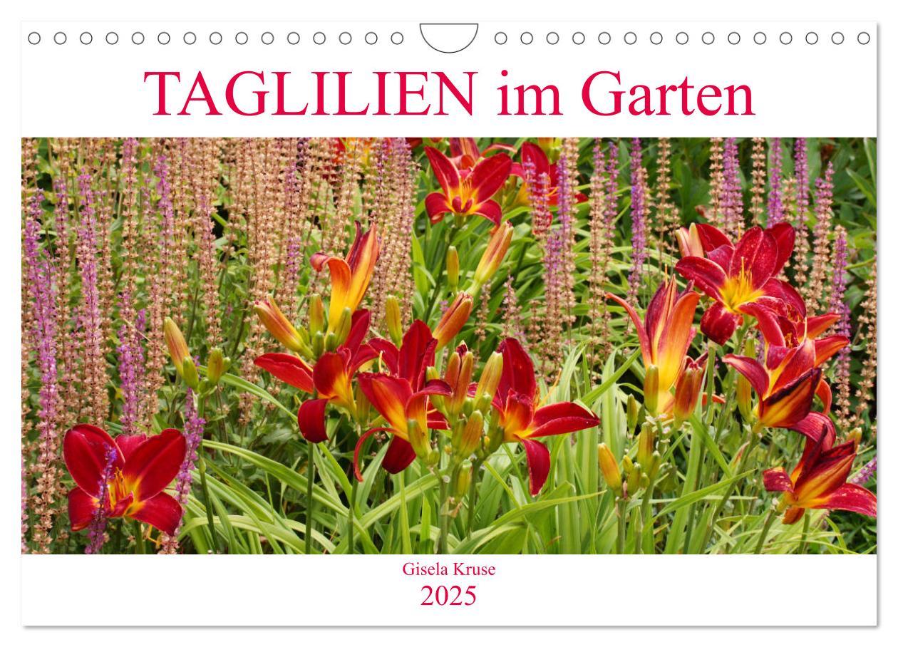 Cover: 9783435297092 | Taglilien im Garten (Wandkalender 2025 DIN A4 quer), CALVENDO...