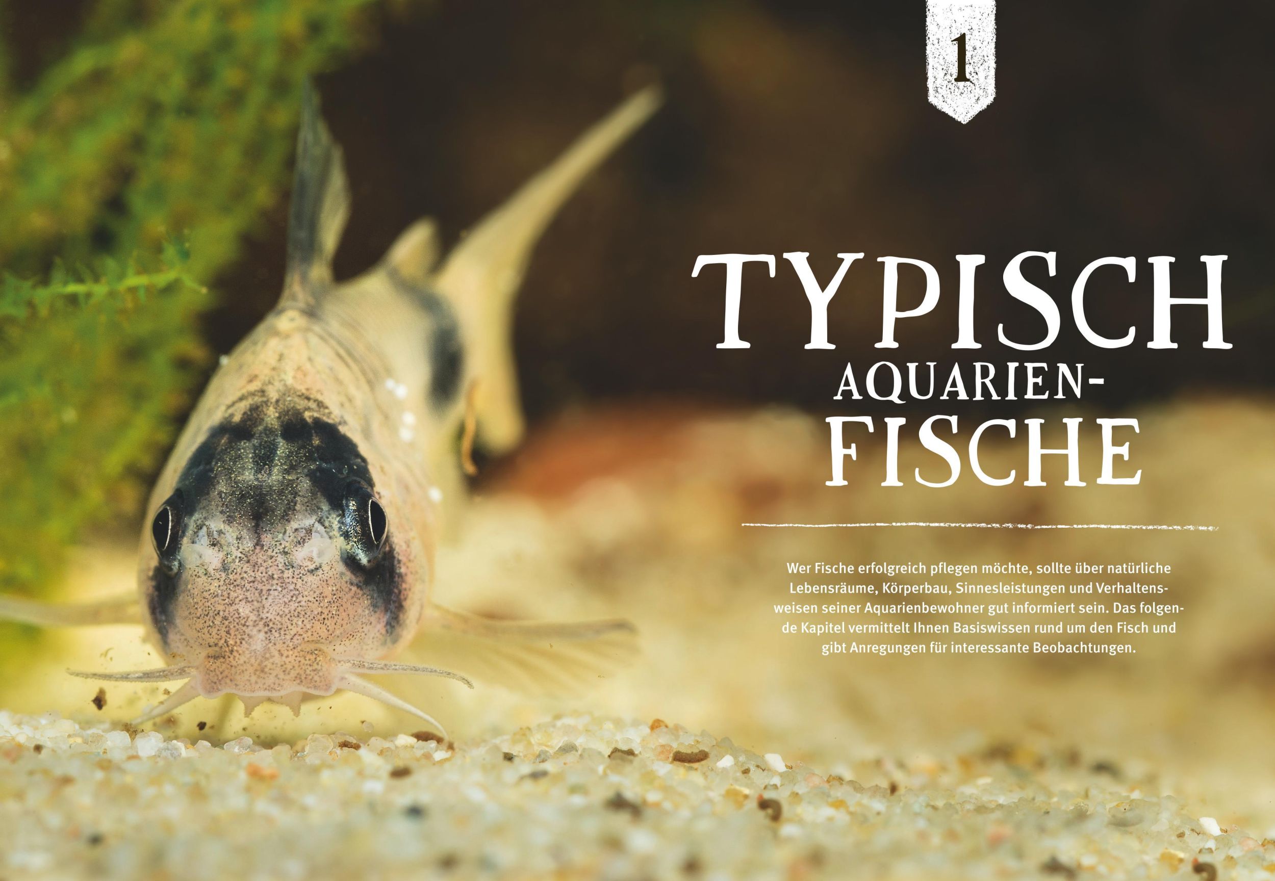 Bild: 9783833848513 | Faszinierendes Aquarium | Ulrich Schliewen | Taschenbuch | 144 S.