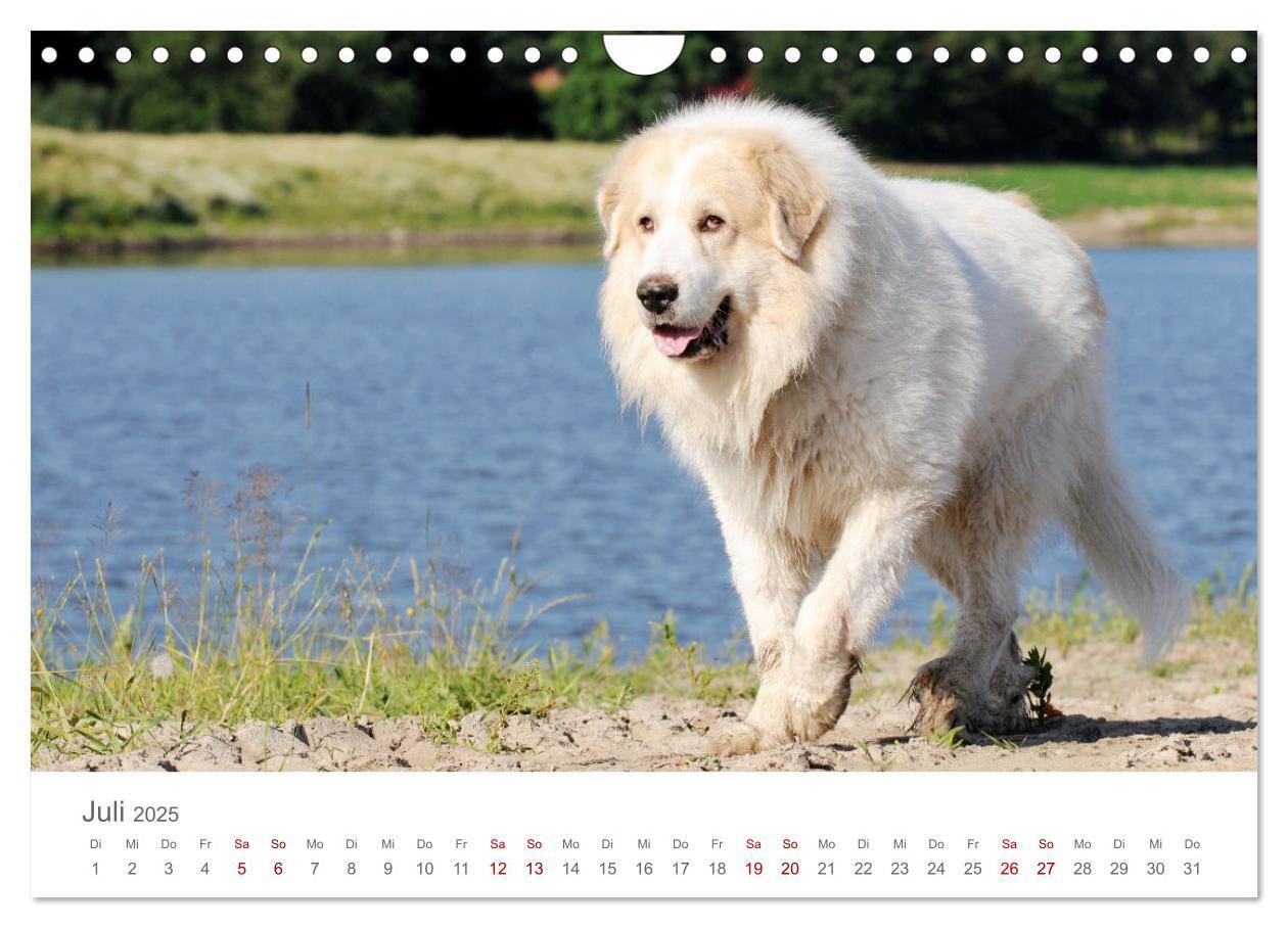 Bild: 9783435055098 | Pyrenäenberghunde (Wandkalender 2025 DIN A4 quer), CALVENDO...