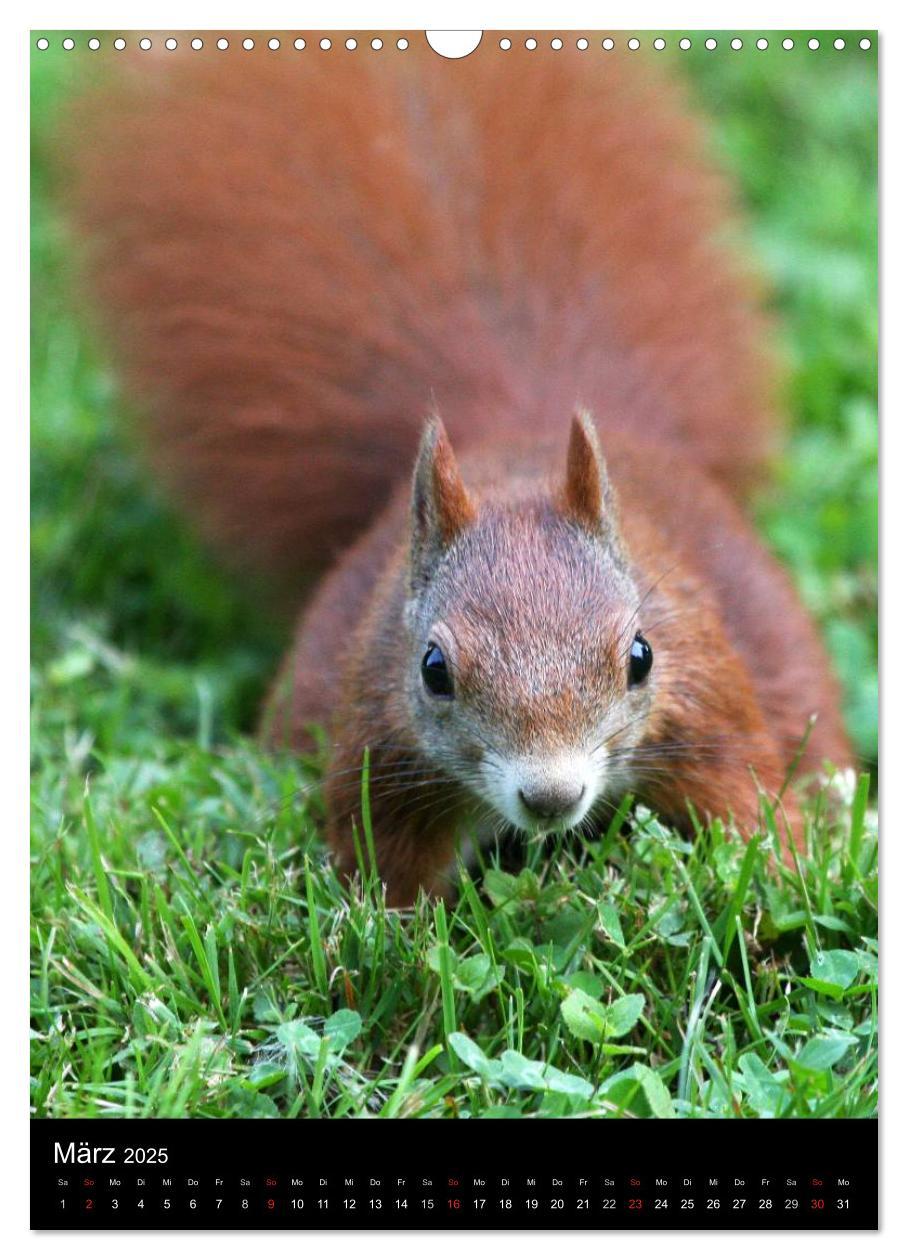 Bild: 9783457081020 | Eichhörnchen (Wandkalender 2025 DIN A3 hoch), CALVENDO Monatskalender