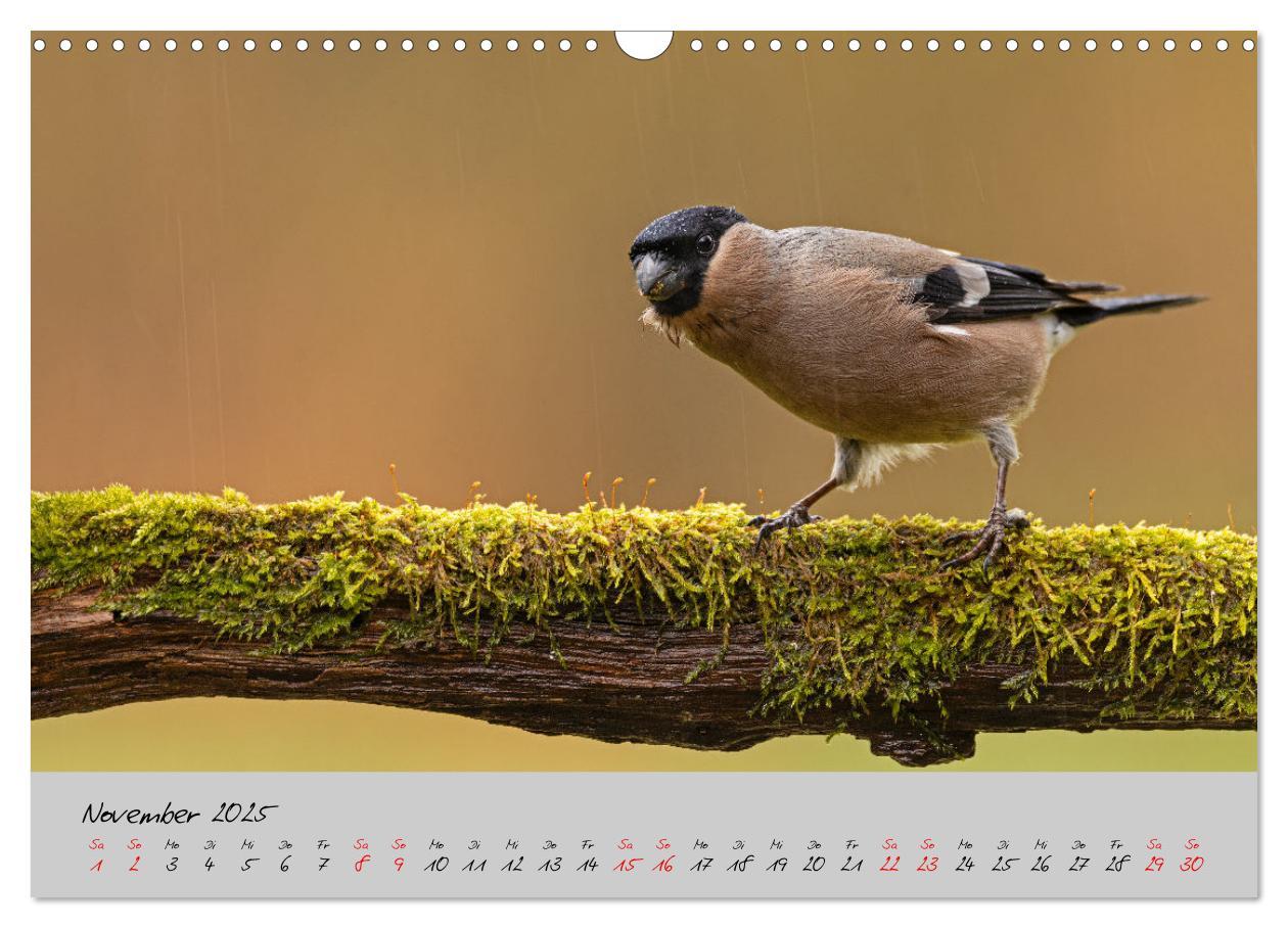 Bild: 9783435066049 | Bunte Vögel am Futterplatz (Wandkalender 2025 DIN A3 quer),...