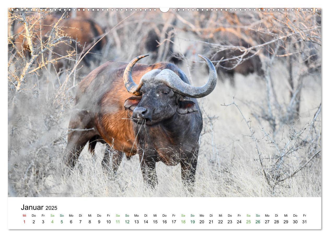 Bild: 9783435238248 | Büffel - wild und schön (Wandkalender 2025 DIN A2 quer), CALVENDO...