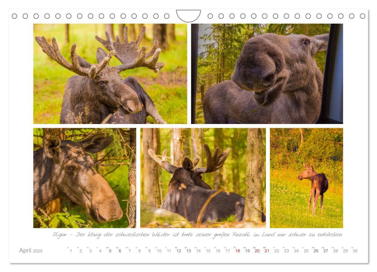 Bild: 9783435336319 | Sehnsucht Schweden - Elche, Natur und Urlaubsträume (Wandkalender...