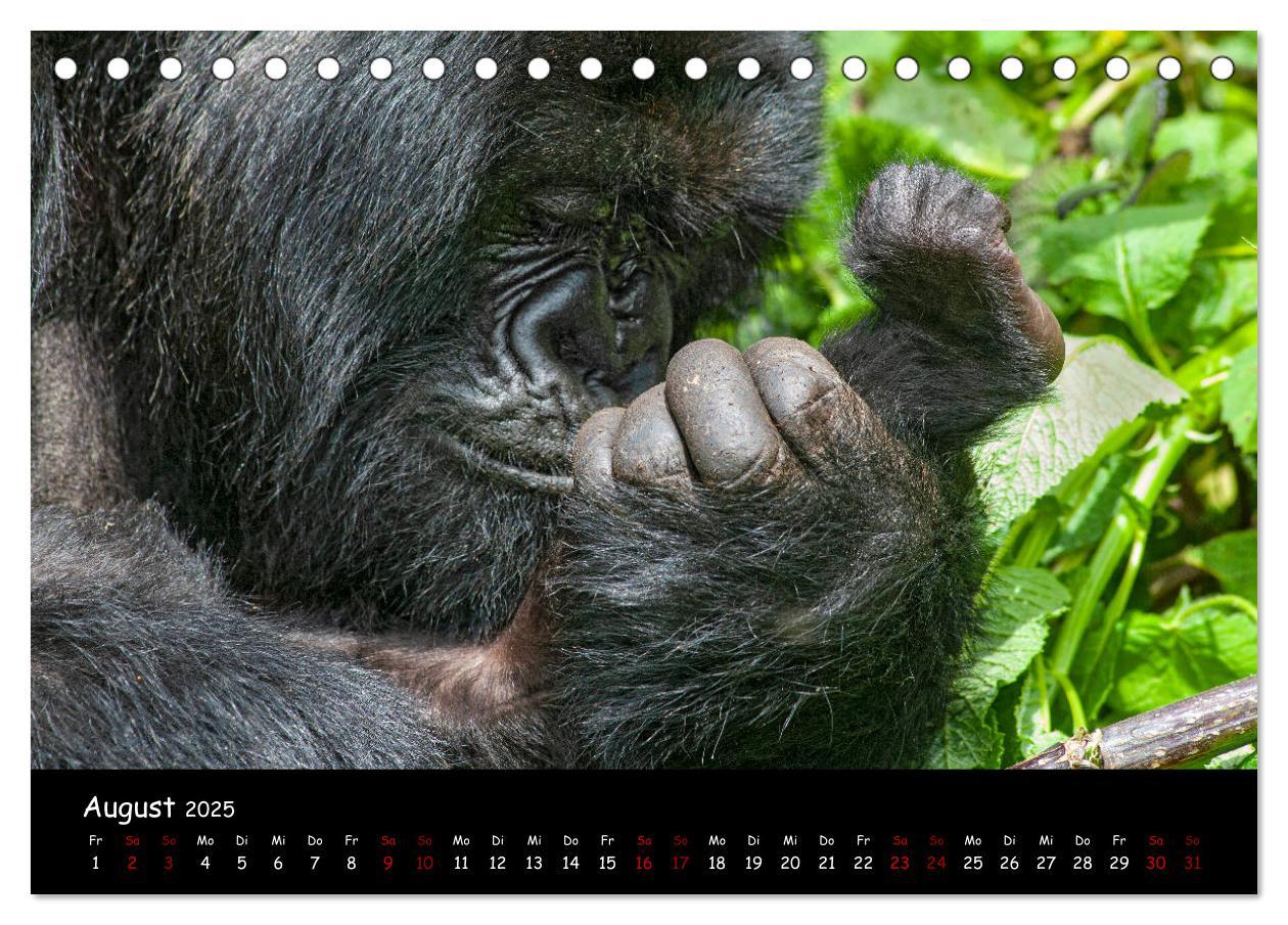 Bild: 9783435118700 | Berggorillas: die bedrohten Riesen (Tischkalender 2025 DIN A5...