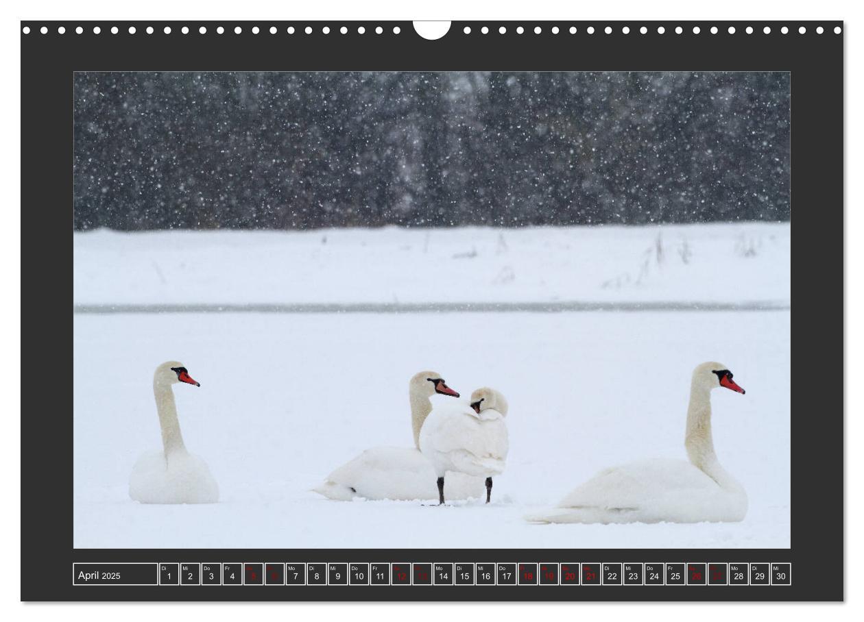 Bild: 9783435169900 | Winterzauber - Tiere in Eis und Schnee (Wandkalender 2025 DIN A3...