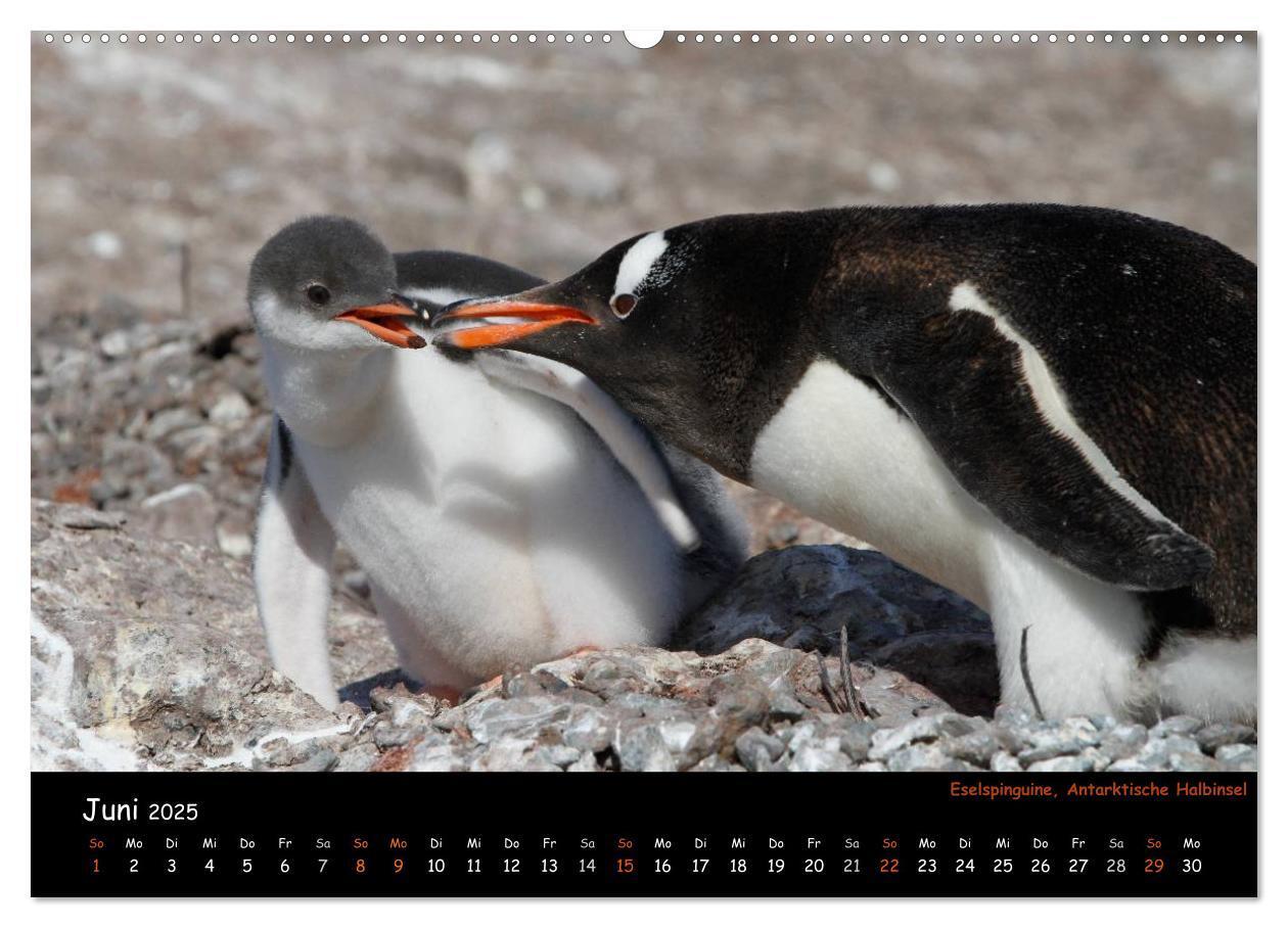 Bild: 9783435811700 | Pinguine aus aller Welt (Wandkalender 2025 DIN A2 quer), CALVENDO...