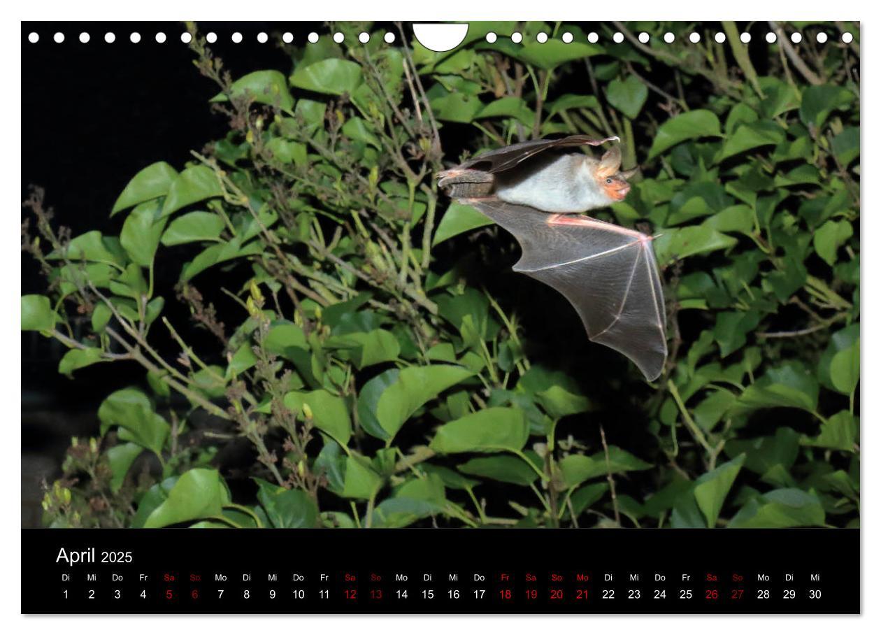 Bild: 9783435347827 | Fledermäuse - Jäger der Nacht (Wandkalender 2025 DIN A4 quer),...