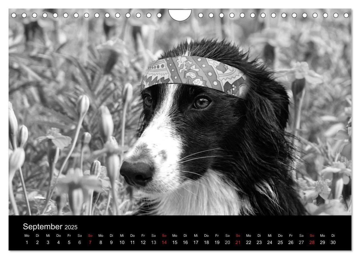 Bild: 9783435781522 | Hütehunde (Wandkalender 2025 DIN A4 quer), CALVENDO Monatskalender