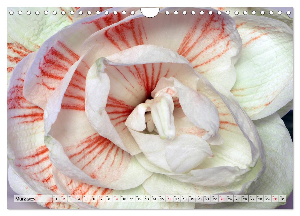 Bild: 9783435382958 | Amaryllis-Blüten (Wandkalender 2025 DIN A4 quer), CALVENDO...