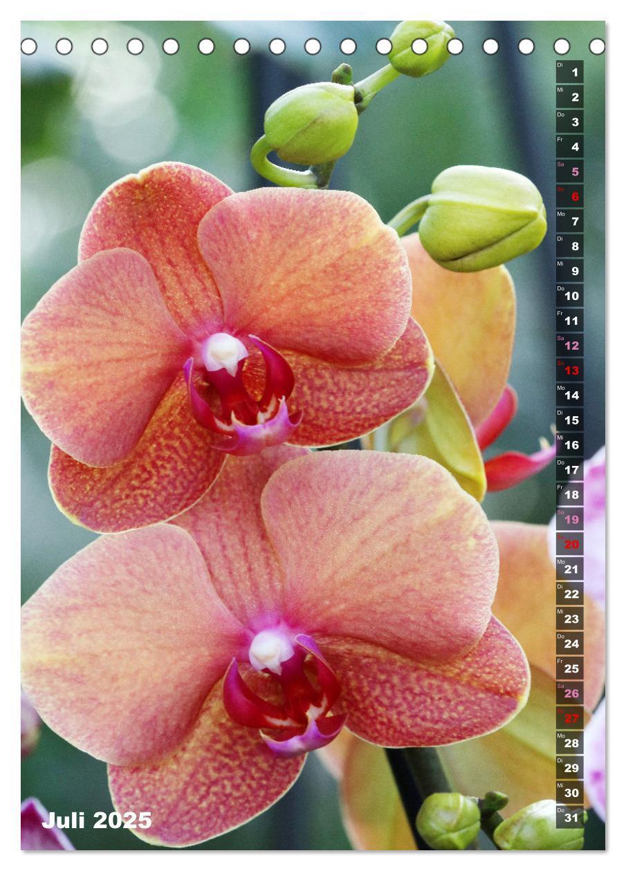 Bild: 9783435843077 | Phalaenopsis - Schöne Schmetterlingsorchideen (Tischkalender 2025...