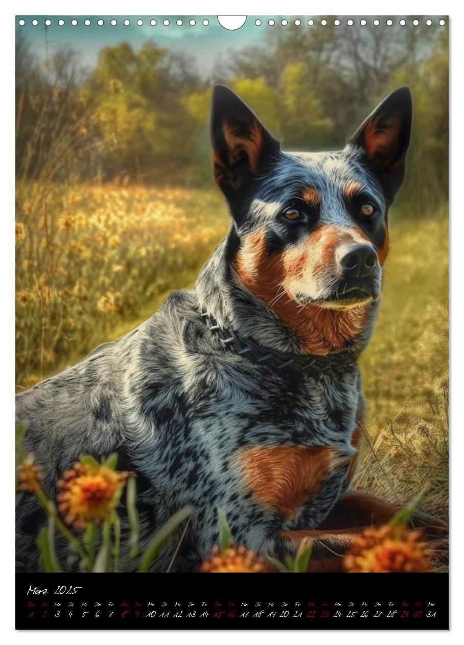 Bild: 9783435877072 | Australian Cattle Dogs (Wandkalender 2025 DIN A3 hoch), CALVENDO...